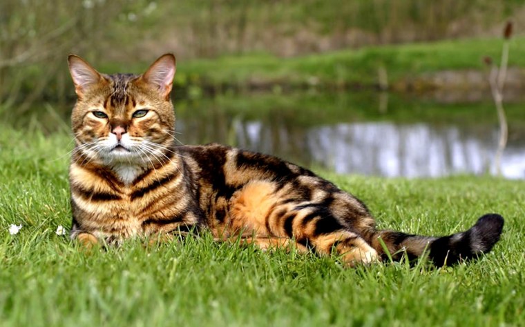 Бенгальская кошка a1