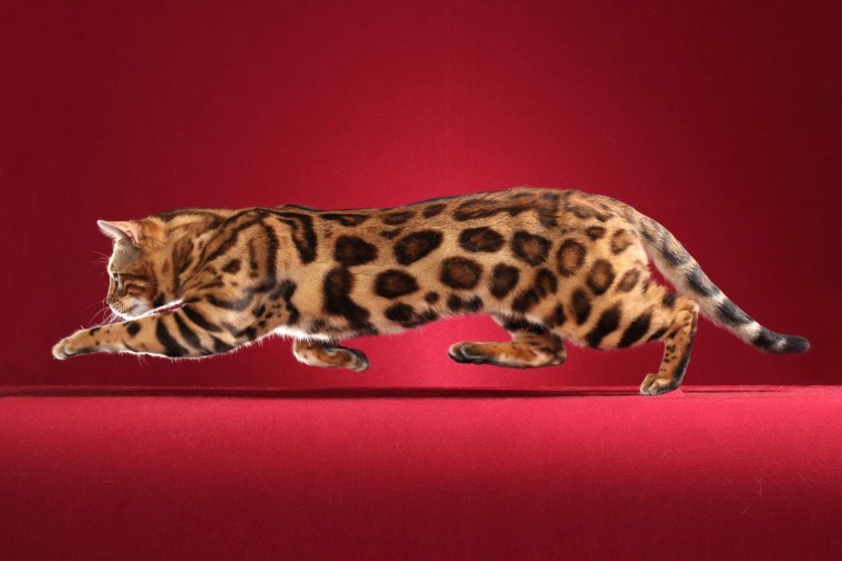 Бенгальский кот