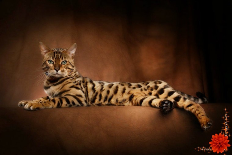 Бенгал и абиссинец