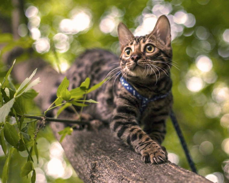 Красный бенгальский кот