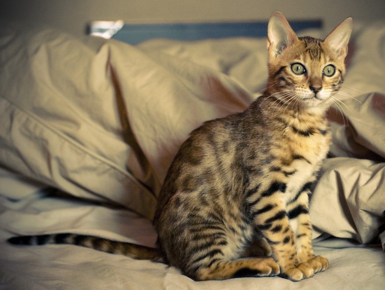 Бенгальская кошка охотится