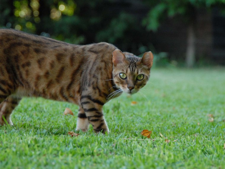 Бенгальский кот