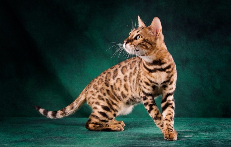 Бенгальская кошка