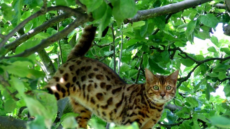 Британский бенгальский кот