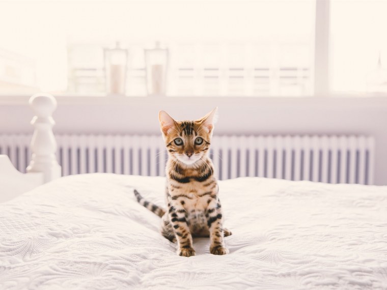 Бенгальский кот на рабочий стол