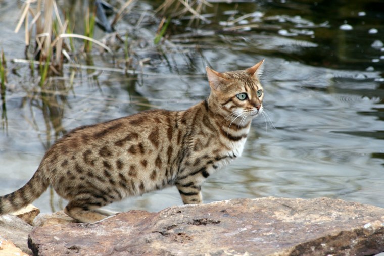 Бенгальская кошка на рабочий стол