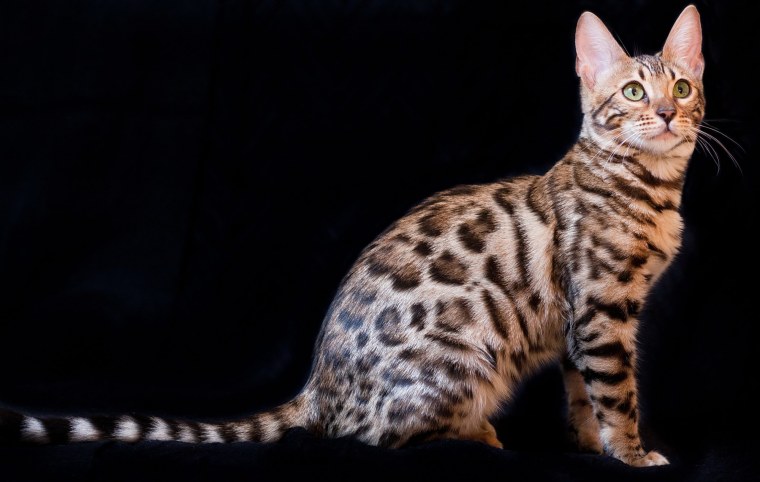 Кот сидит на кровати