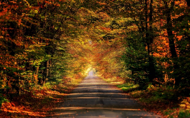 Дорога в лесу