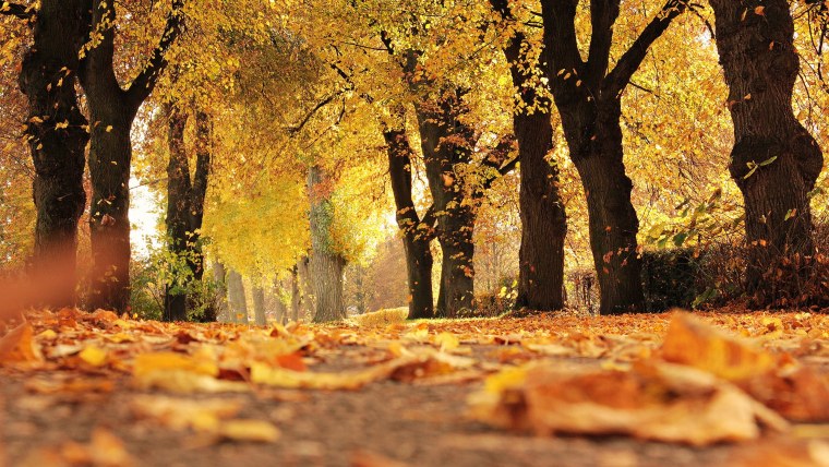 Красивая осень