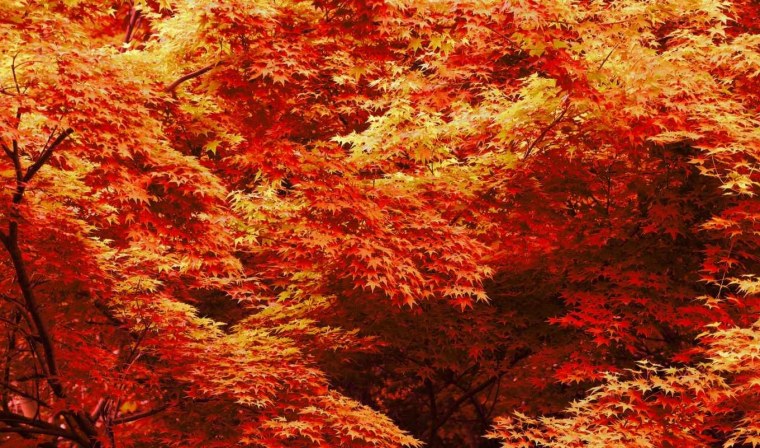 Кленовый лес