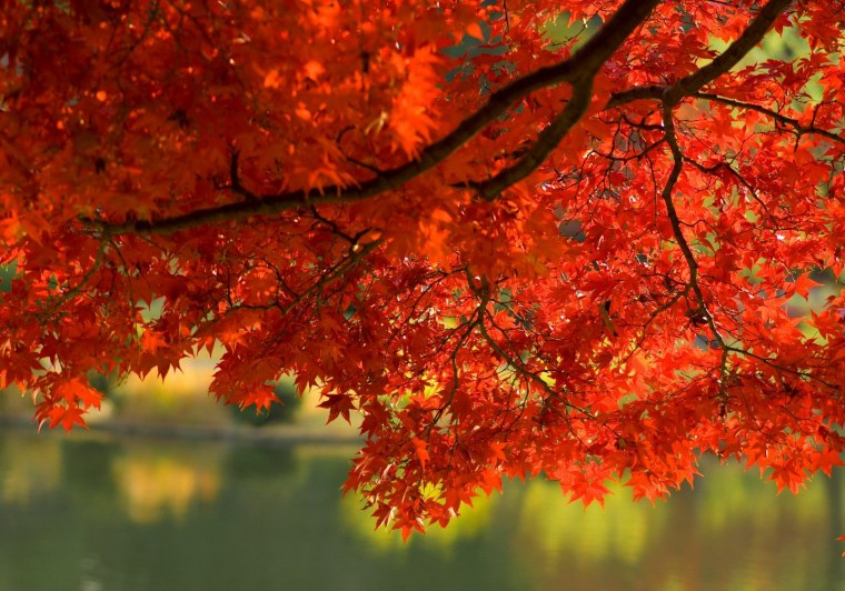 Багрянец осени