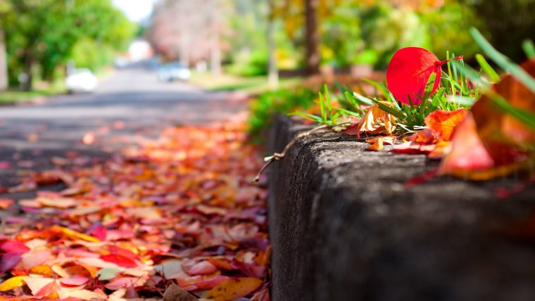 Осенняя зелень