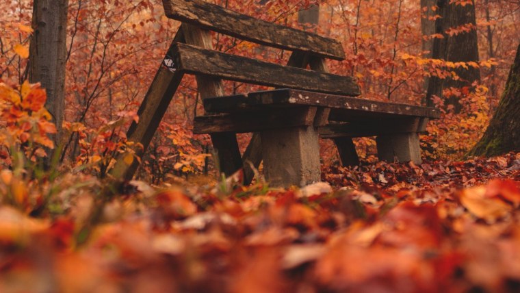 Лавочка в осеннем лесу