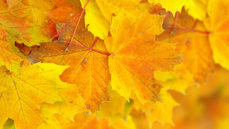 Желтые листья