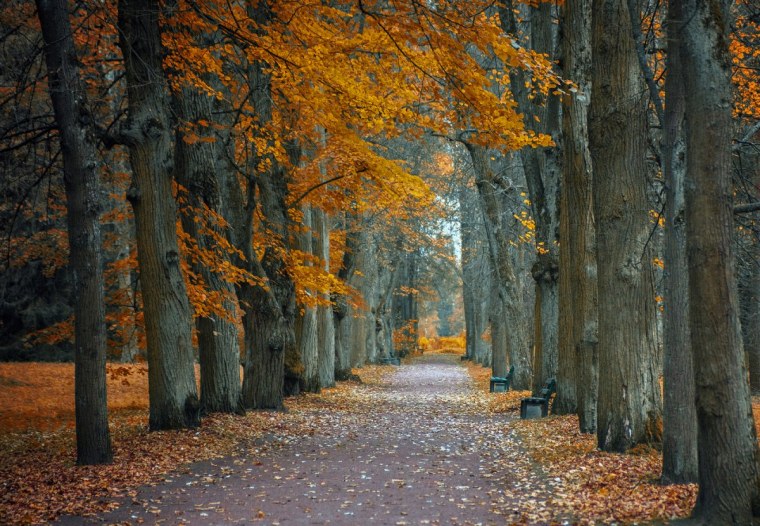 Аллеи Павловского парка