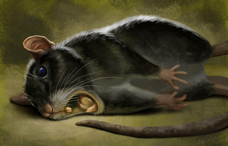 Милые крыски