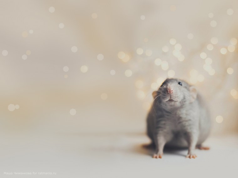 Милые крысы новый год