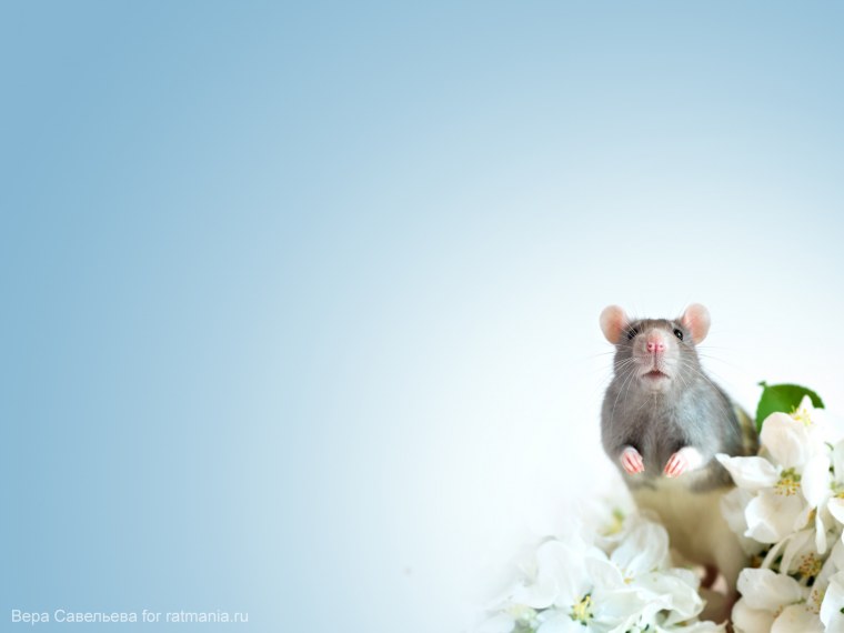 Белая мышка
