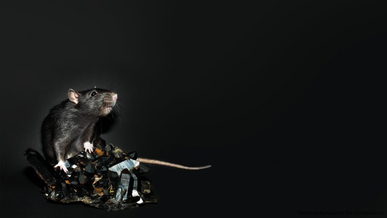 Фон с крысами