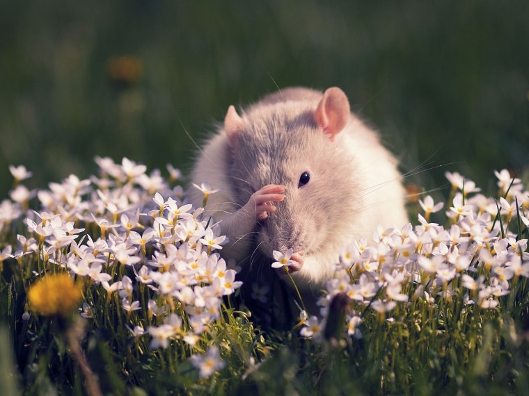 Веселая крыса