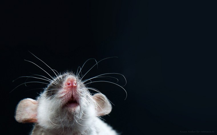 Мохнатая крыса