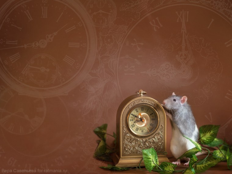 Забавная мышь