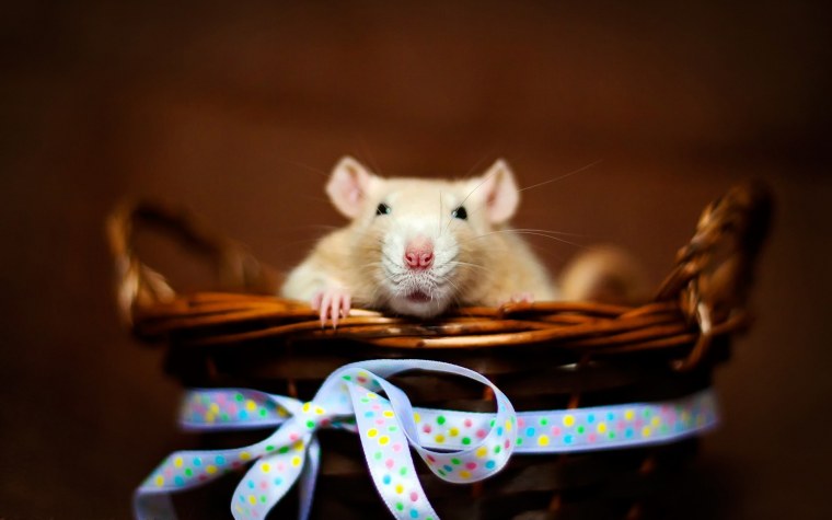 Хомяк выглядывает