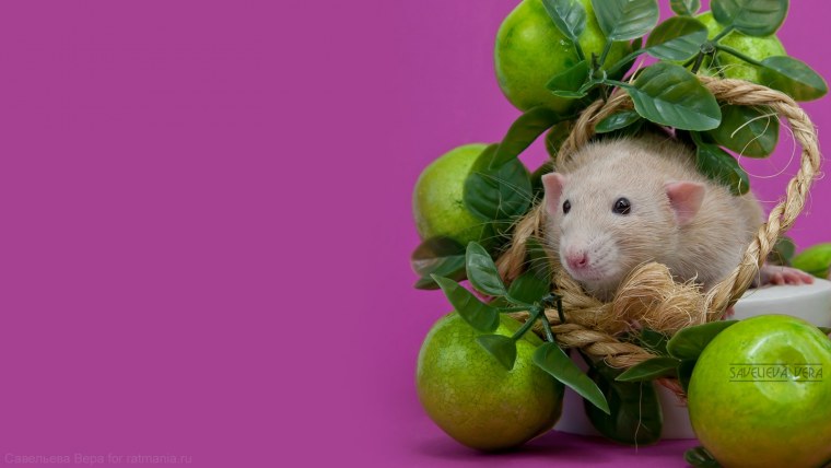 Обои с крысами на телефон вертикальные