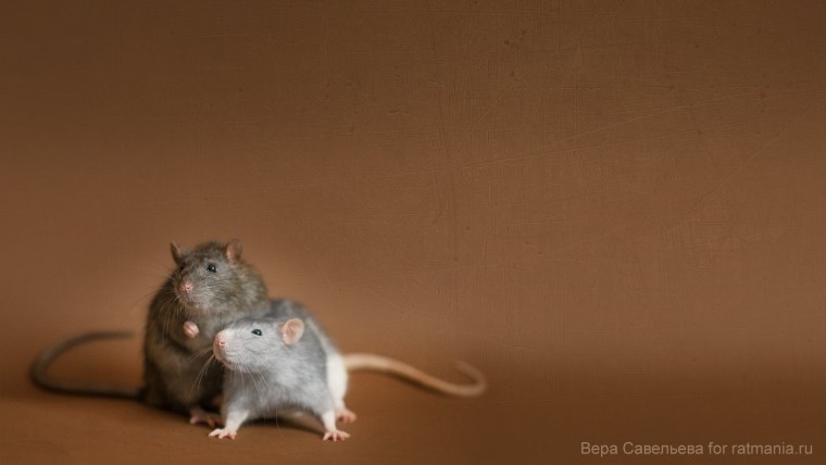 Белая мышь