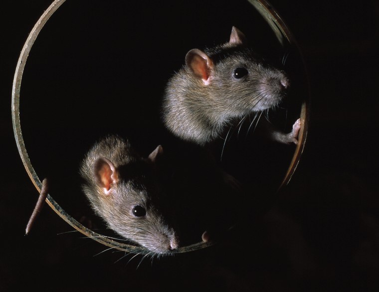 Хомяк в цветах