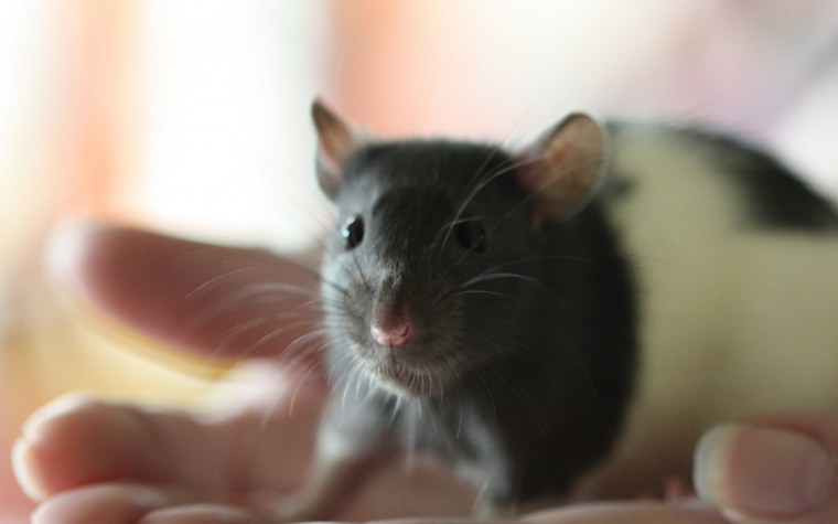 Красивая мышка