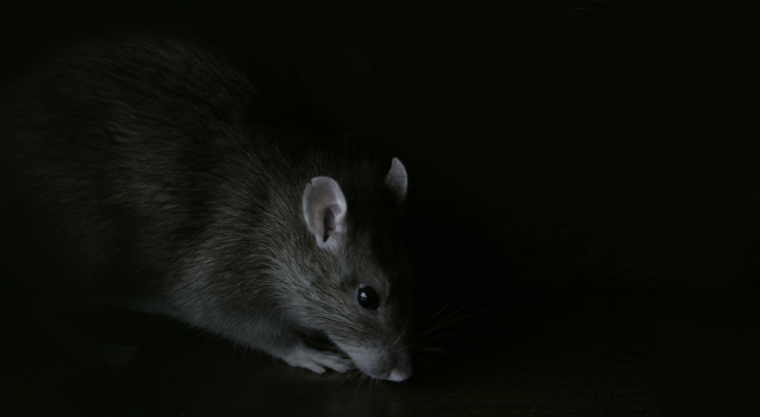 Милые крысы