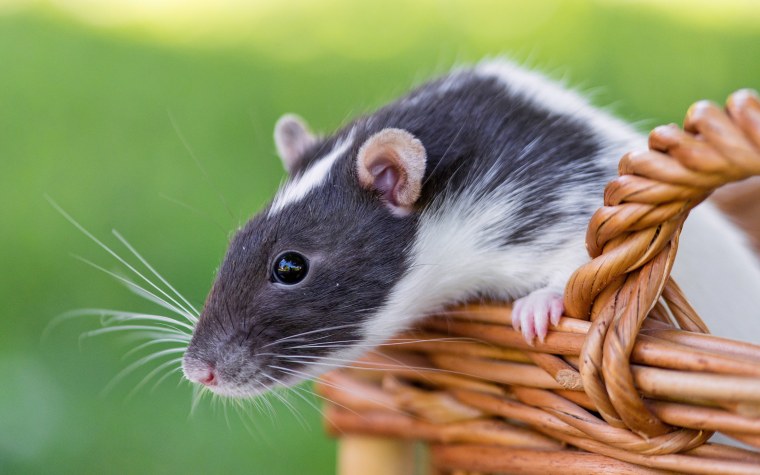 Мышиный новый год