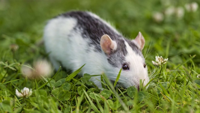 Милые крысы