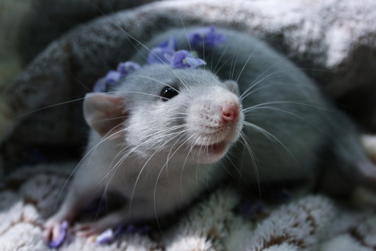 Милые крысы