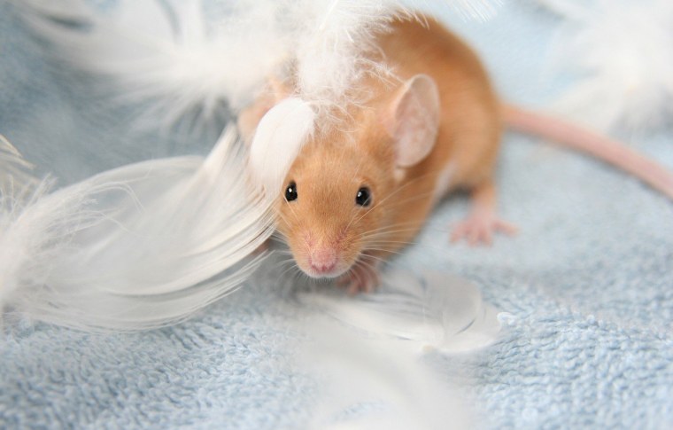 Толстая крыса