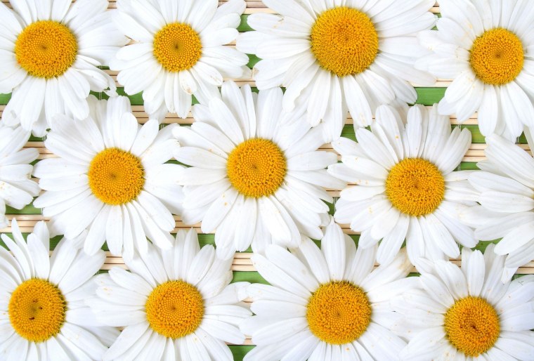 Фон ромашки