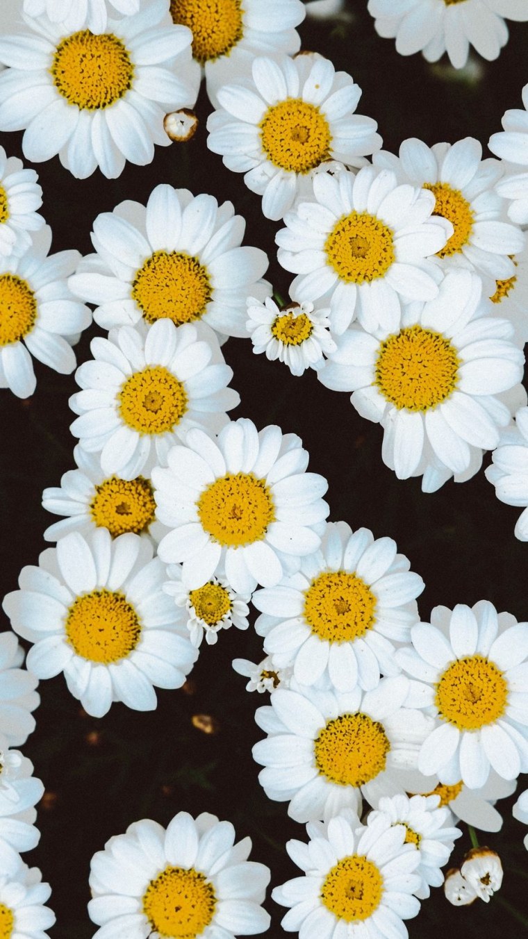 Обои на телефон ромашки вертикальные