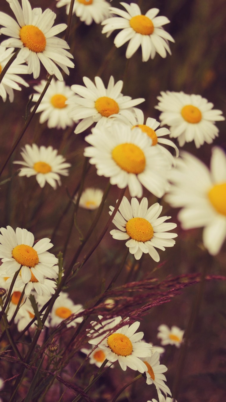 Обои на телефон ромашки вертикальные