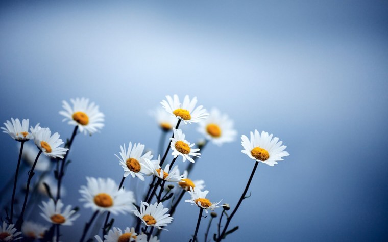 Ромашки обои