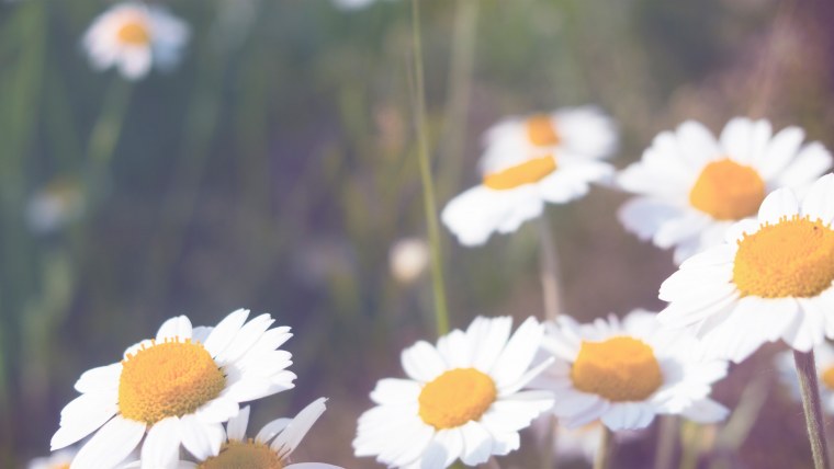 Обои с ромашками Эстетика