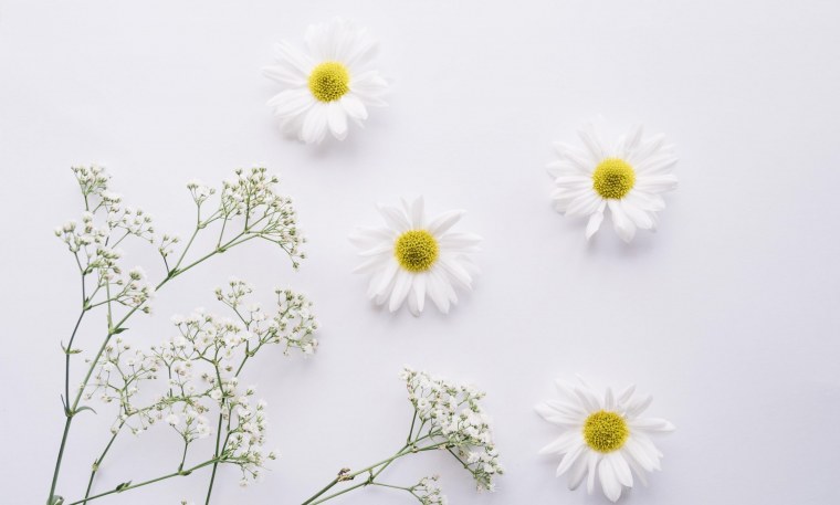 Картинки на заставку ромашки