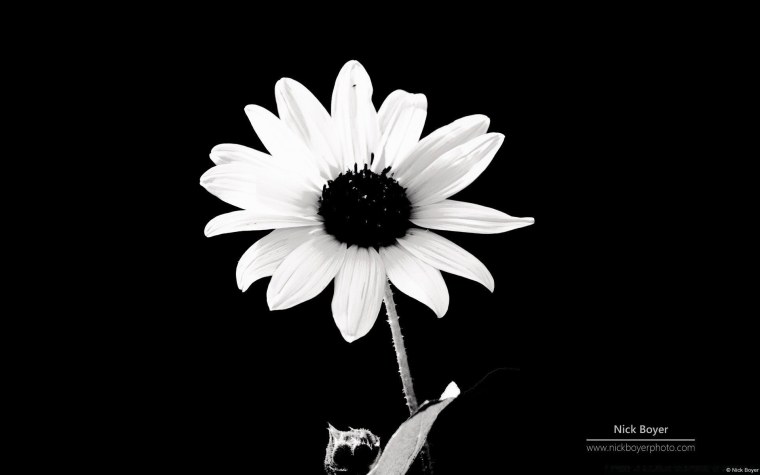 Черно белые авы для девушек