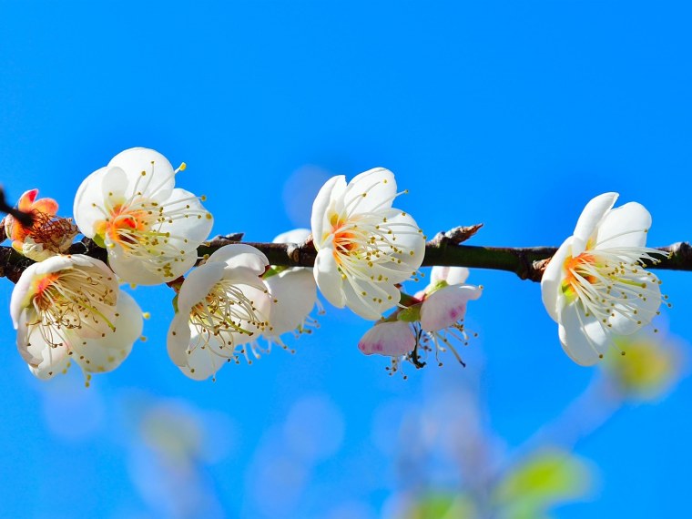 Весенняя веточка