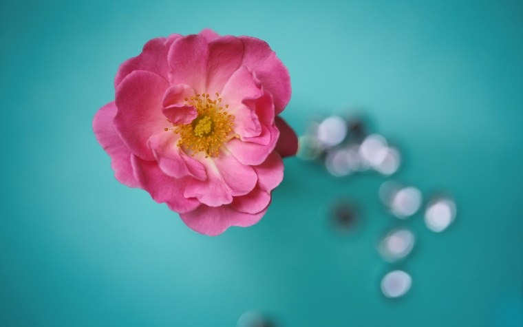 Цветы на размытом фоне