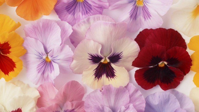 Блоссом цветок