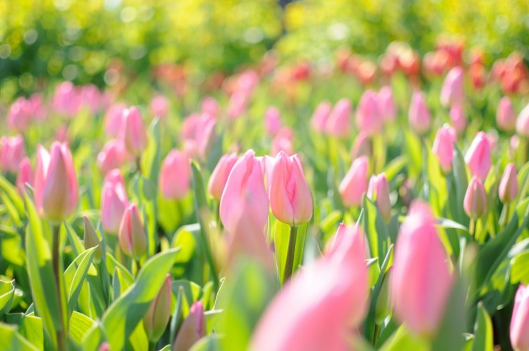 Весна цветы