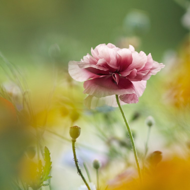 Экадаши Лотос