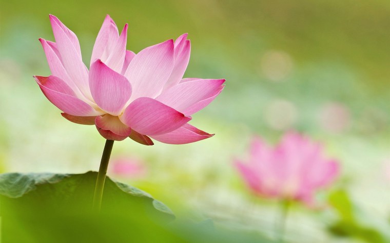 Обои цветы обои цветы