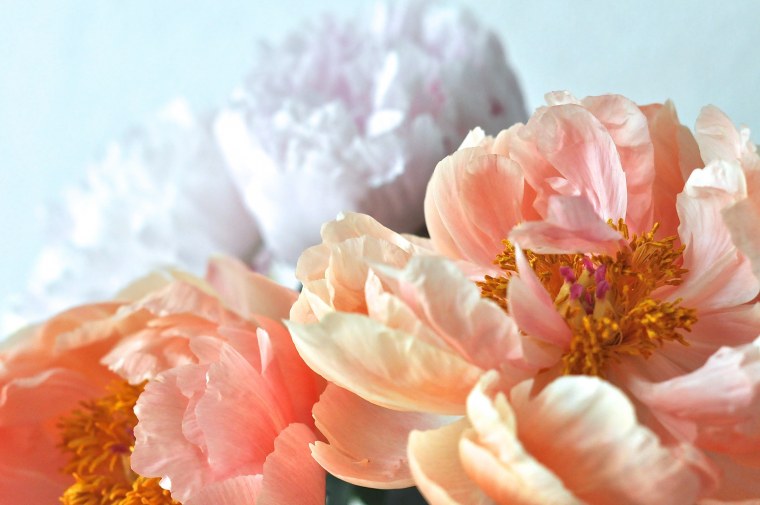 Красивые фото на рабочий стол цветы